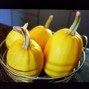 Spaghetti Squash Seeds